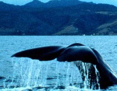 Dominica Whale Watching