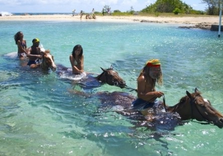 Jamaica Braco Stables